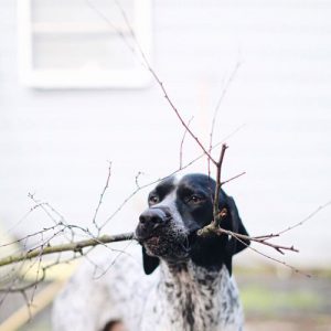 Hund Terrier Rassen 300x300 - Lustige Weihnachtsbilder Mit Hunden Für Whatsapp