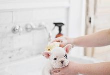 Bild von Hund Tier Rassen bilder fürs handy