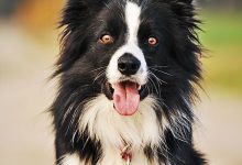 Bild von Hund Trächtig bilder fürs handy