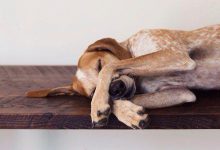 Bild von Hund Und Katze bilder fürs handy