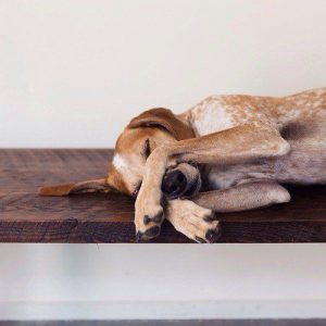 Hund Und Katze 300x300 - Bilder Schäferhund Kostenlos