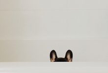 Bild von Hund Von Baskerville bilder fürs handy