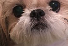 Bild von Hund Weiß bilder fürs handy