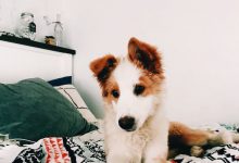 Bild von Hund Weiß Groß bilder fürs handy