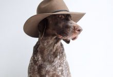Bild von Hund Weiß Klein bilder fürs handy