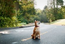 Bild von Hund Welpe bilder fürs handy