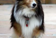 Bild von Hund Wolf bilder fürs handy