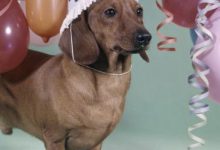 Bild von Hunde A Bis Z bilder fürs handy