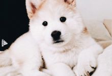 Bild von Hunde Alle Rassen bilder fürs handy