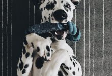 Bild von Hunde Aus Polen bilder fürs handy