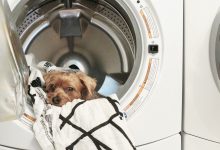Bild von Hunde Babys Bilder fürs handy