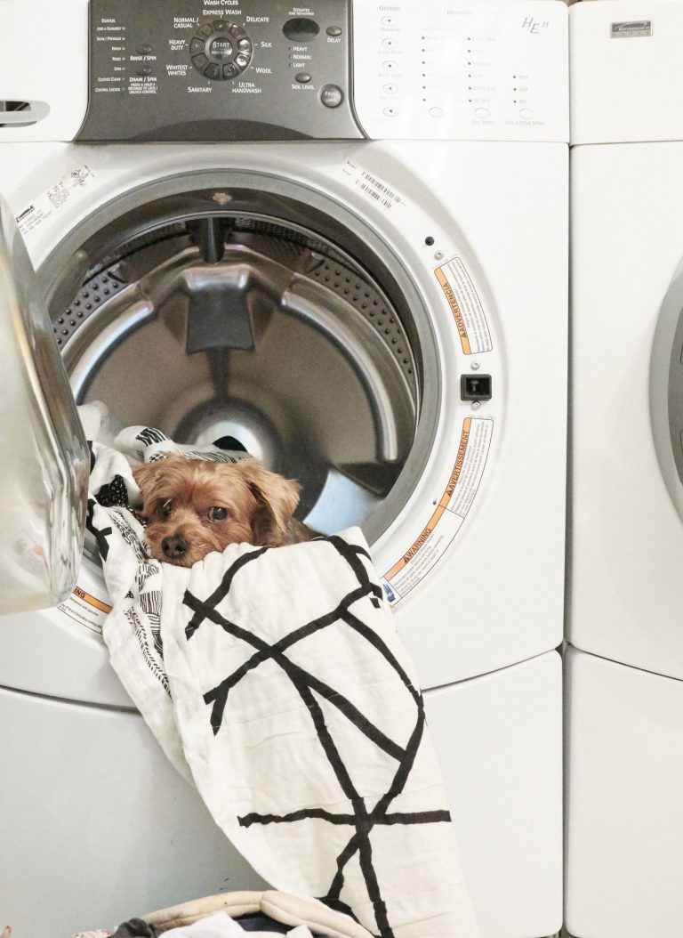 Hunde Babys Bilder