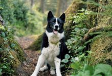 Bild von Hunde Babys Bilder Für Facebook bilder fürs handy
