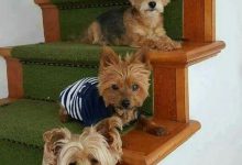 Bild von Hunde Babys Bilder Für Whatsapp bilder fürs handy