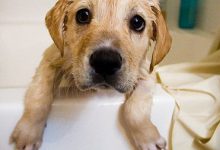Bild von Hunde Babys Bilder Kostenlos Herunterladen bilder fürs handy