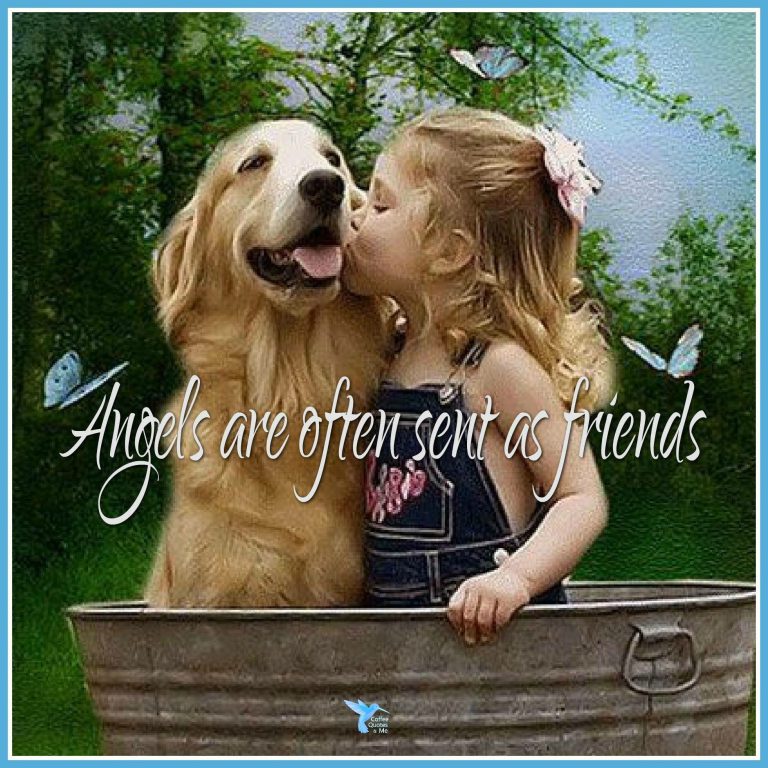 Hunde Bilder