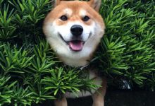 Bild von Hunde Bilder Ausdrucken bilder fürs handy
