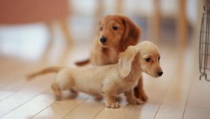 Hunde Bilder Ausdrucken Für Whatsapp 300x170 - Hunde Bilder Süß Kostenlos Herunterladen