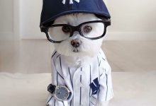Bild von Hunde Bilder Ausdrucken Für Facebook bilder fürs handy