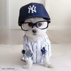 Hunde Bilder Ausdrucken Für Facebook