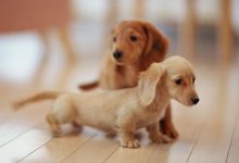 Bild von Hunde Bilder Ausdrucken Für Whatsapp bilder fürs handy