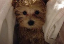 Bild von Hunde Bilder Ausdrucken Kostenlos bilder fürs handy