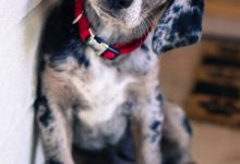 Bild von Hunde Bilder Für Facebook bilder fürs handy