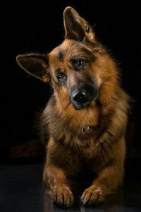Hunde Bilder Gezeichnet 200x300 - Kampfhunde Rassen Übersicht Bilder