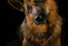 Bild von Hunde Bilder Gezeichnet bilder fürs handy