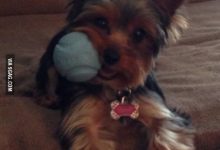 Bild von Hunde Bilder Gezeichnet Für Whatsapp bilder fürs handy
