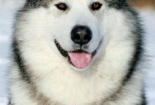 Bild von Hunde Bilder Gezeichnet Kostenlos bilder fürs handy