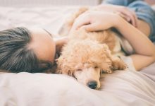 Bild von Hunde Bilder Gratis Für Whatsapp bilder fürs handy