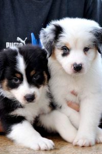 Hunde Bilder Gratis Kostenlos 200x300 - Hunde Liste Mit Bildern Für Facebook
