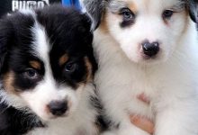 Bild von Hunde Bilder Gratis Kostenlos bilder fürs handy