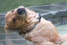 Bild von Hunde Bilder Gratis Kostenlos Herunterladen bilder fürs handy