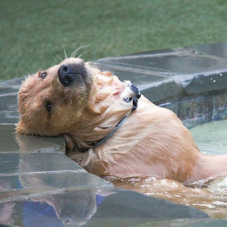 Hunde Bilder Gratis Kostenlos Herunterladen