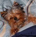 Bild von Hunde Bilder Kaufen bilder fürs handy