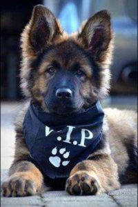 Hunde Bilder Kaufen Für Whatsapp 200x300 - Kampfhunde Rassen Übersicht Bilder Für Facebook