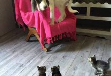 Bild von Hunde Bilder Kaufen Für Facebook bilder fürs handy