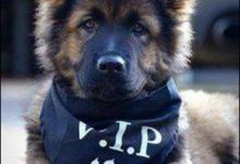 Bild von Hunde Bilder Kaufen Für Whatsapp bilder fürs handy
