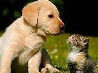 Bild von Hunde Bilder Kaufen Kostenlos bilder fürs handy