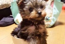 Bild von Hunde Bilder Kaufen Kostenlos Herunterladen bilder fürs handy