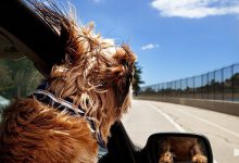 Bild von Hunde Bilder Kostenlos bilder fürs handy