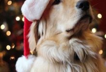 Bild von Hunde Bilder Kostenlos Ausdrucken bilder fürs handy