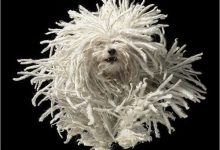 Bild von Hunde Bilder Kostenlos Ausdrucken Für Facebook bilder fürs handy