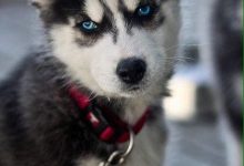 Bild von Hunde Bilder Kostenlos Ausdrucken Für Whatsapp bilder fürs handy