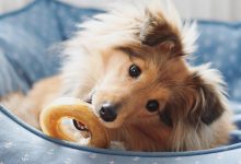 Bild von Hunde Bilder Kostenlos Ausdrucken Kostenlos bilder fürs handy