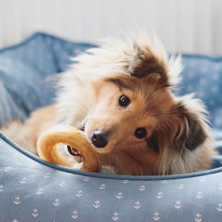 Hunde Bilder Kostenlos Ausdrucken Kostenlos