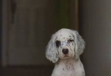 Bild von Hunde Bilder Kostenlos Downloaden bilder fürs handy