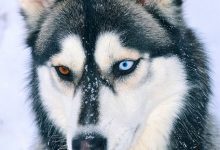 Bild von Hunde Bilder Kostenlos Downloaden Für Facebook bilder fürs handy
